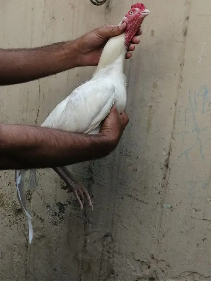 aseel heera pair — photo 2