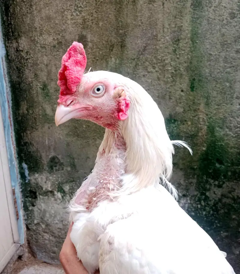 aseel heera pair — photo 3