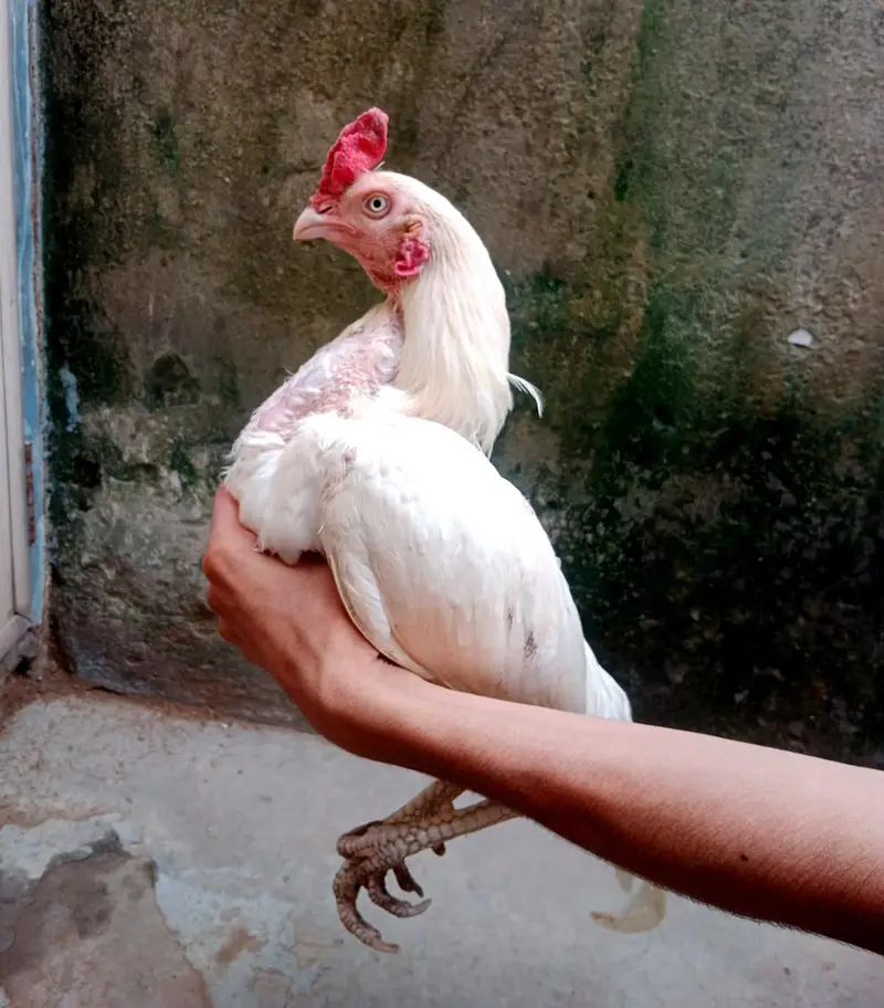 aseel heera pair — photo 4