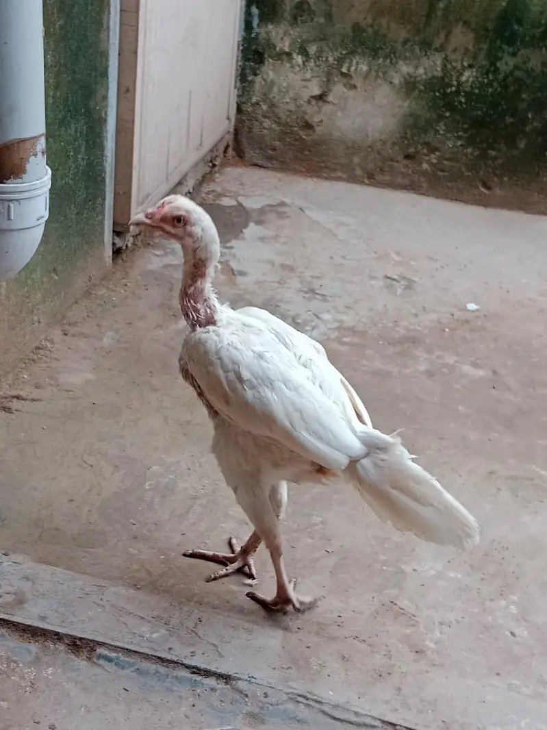 aseel heera pair — photo 6