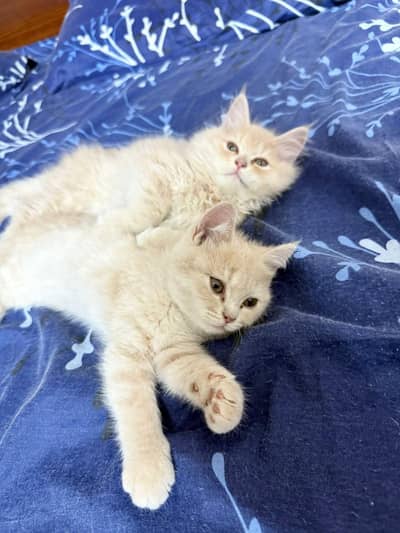 Pure Persian Kittens