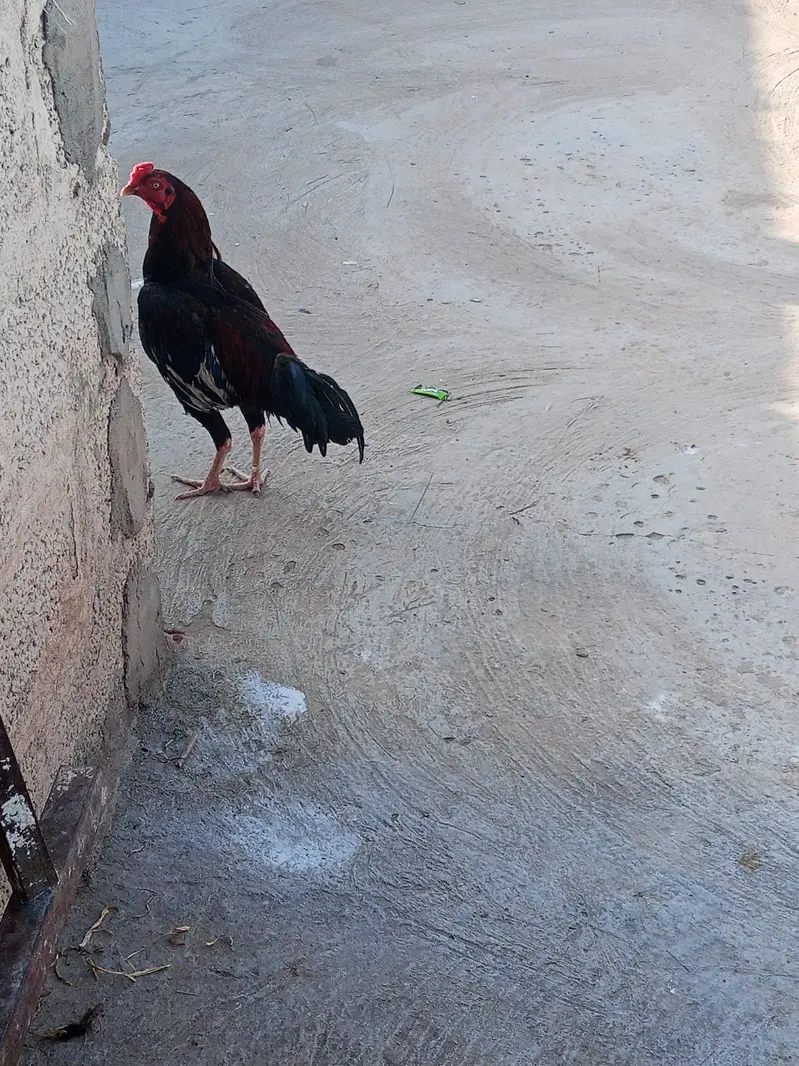 aseel bengum — photo 5