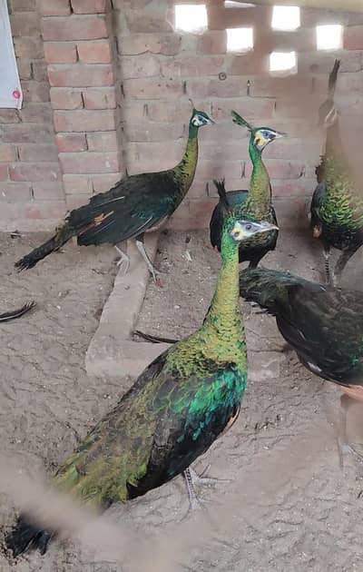 Blue black , pied , emered, green java All peacock available