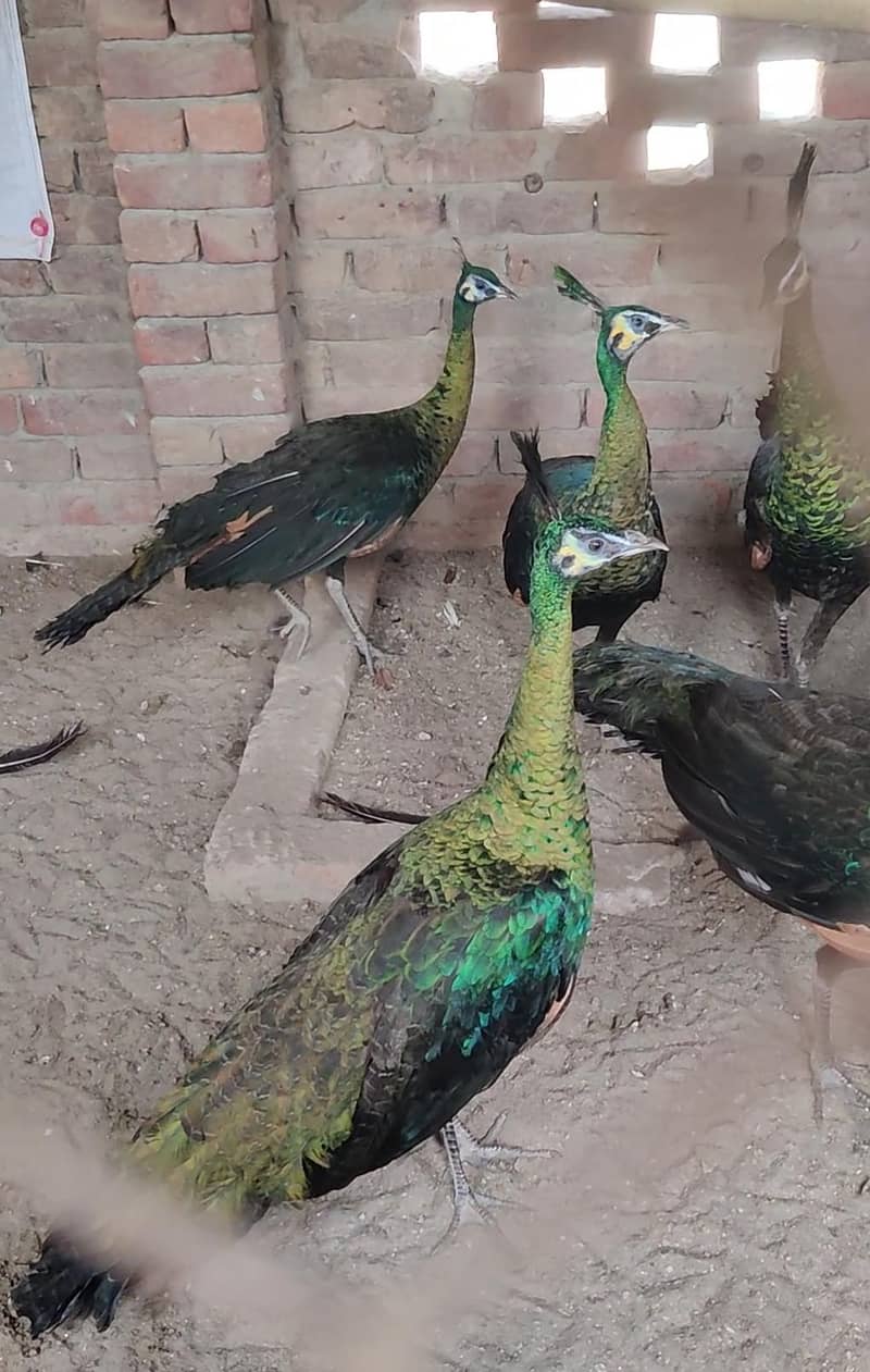 pied , emered, green java All peacock available 0