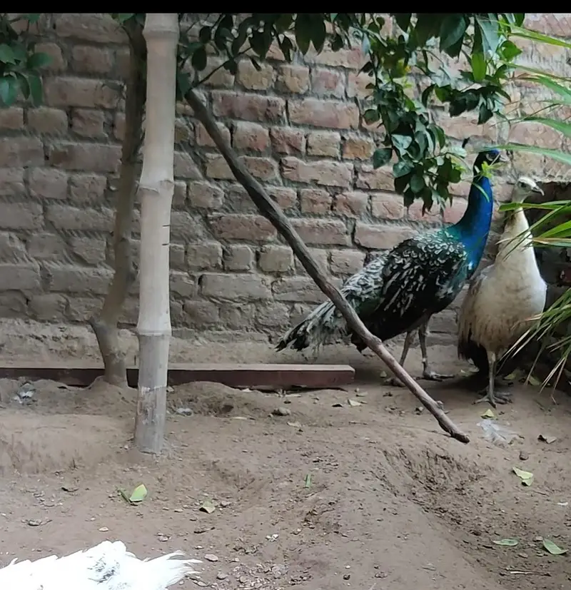 Blue black , pied , emered, green java All peacock available — photo 5