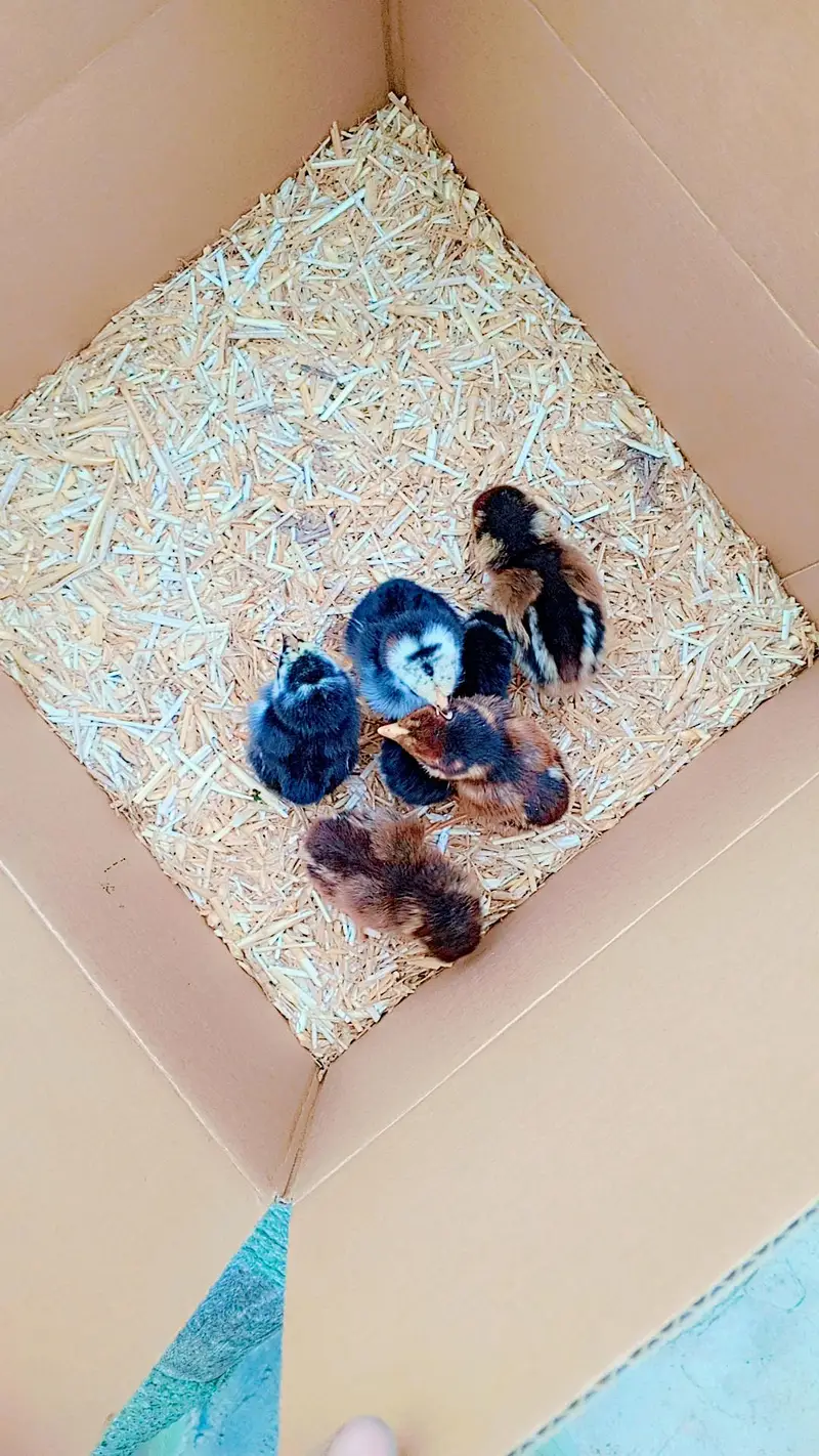 aseel Thai chicks available — photo 3