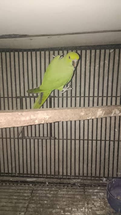 Breader female Exchange with male