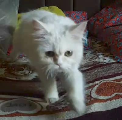 white breed