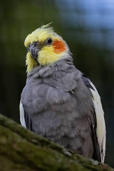 4 cocktails breeder male for sale