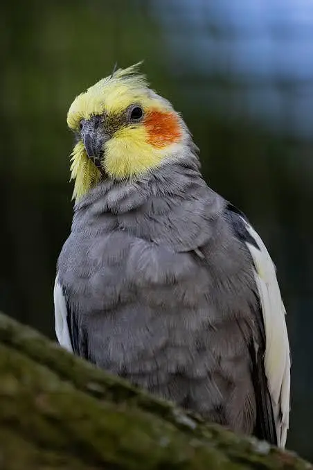 4 cocktails breeder male for sale