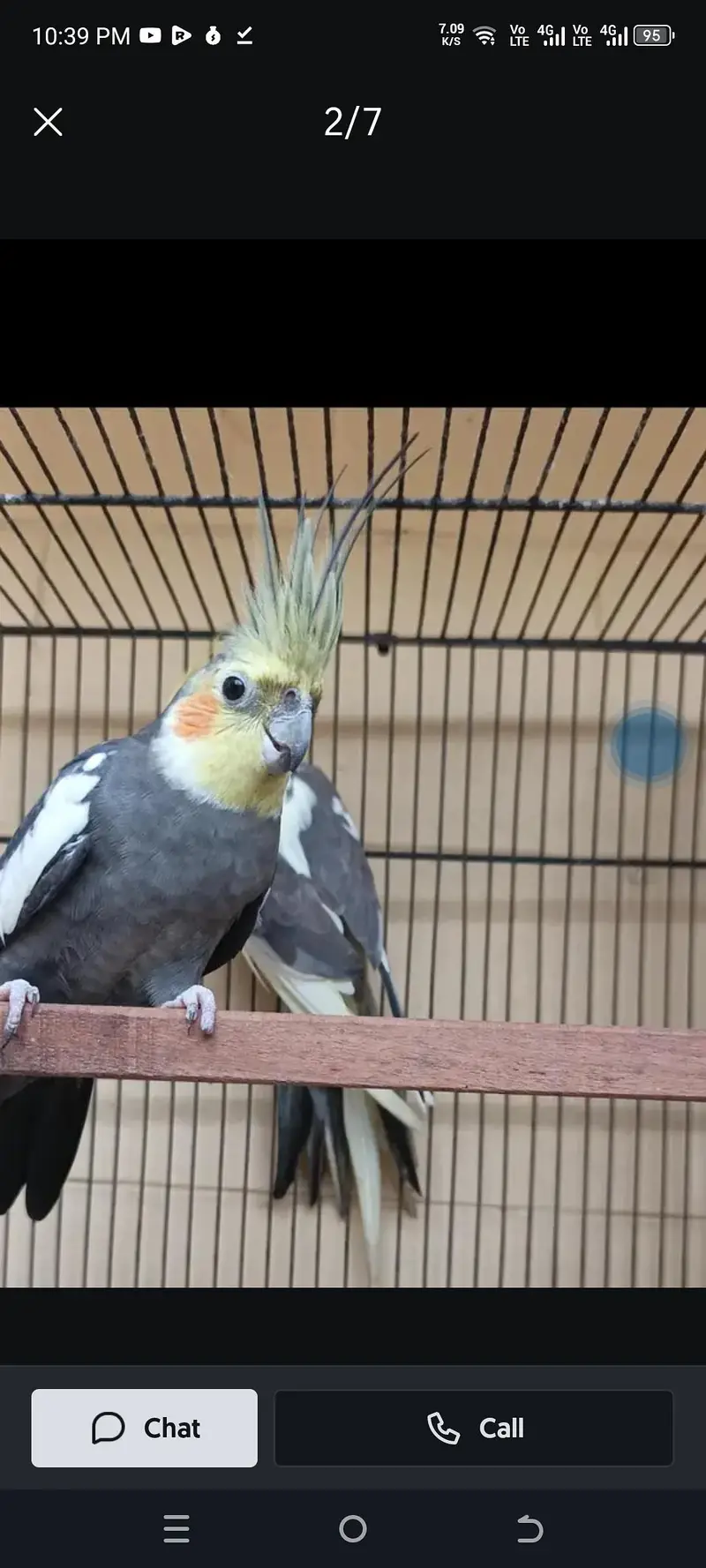 4 cocktails breeder male for sale — photo 2