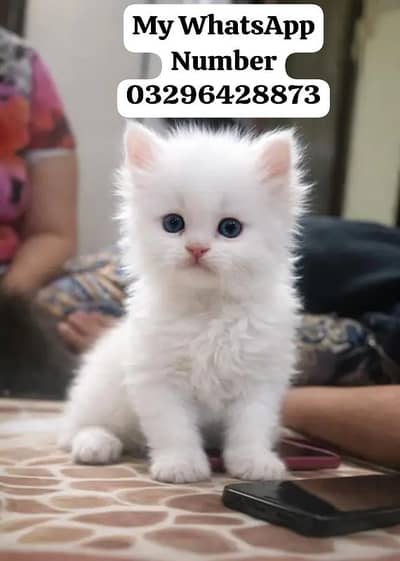 Persion Cat 2 month age for sale