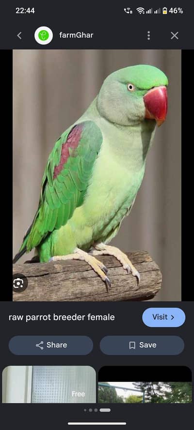 Hand tamed RAW PARROT FEMALE