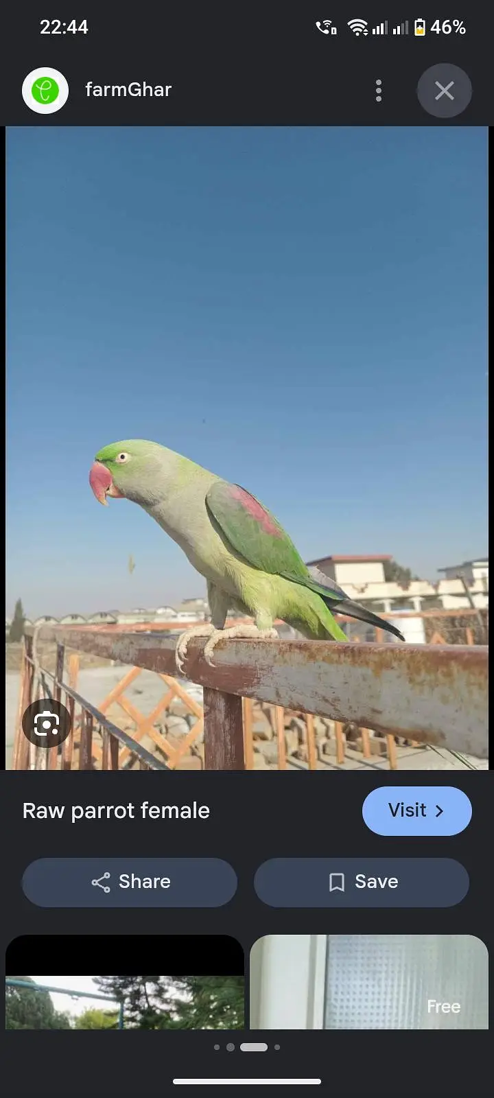 Hand tamed RAW PARROT FEMALE — photo 2