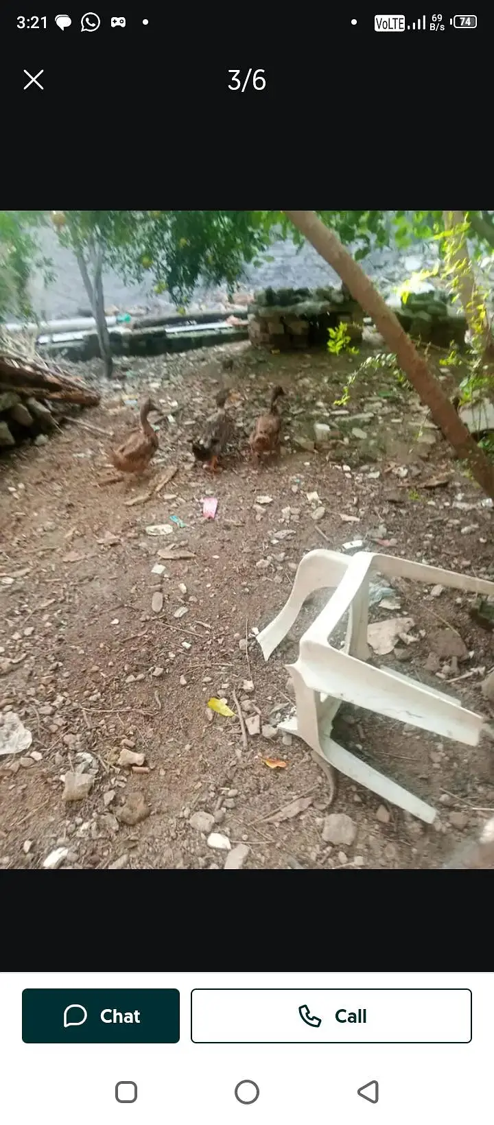 Duck Male and female