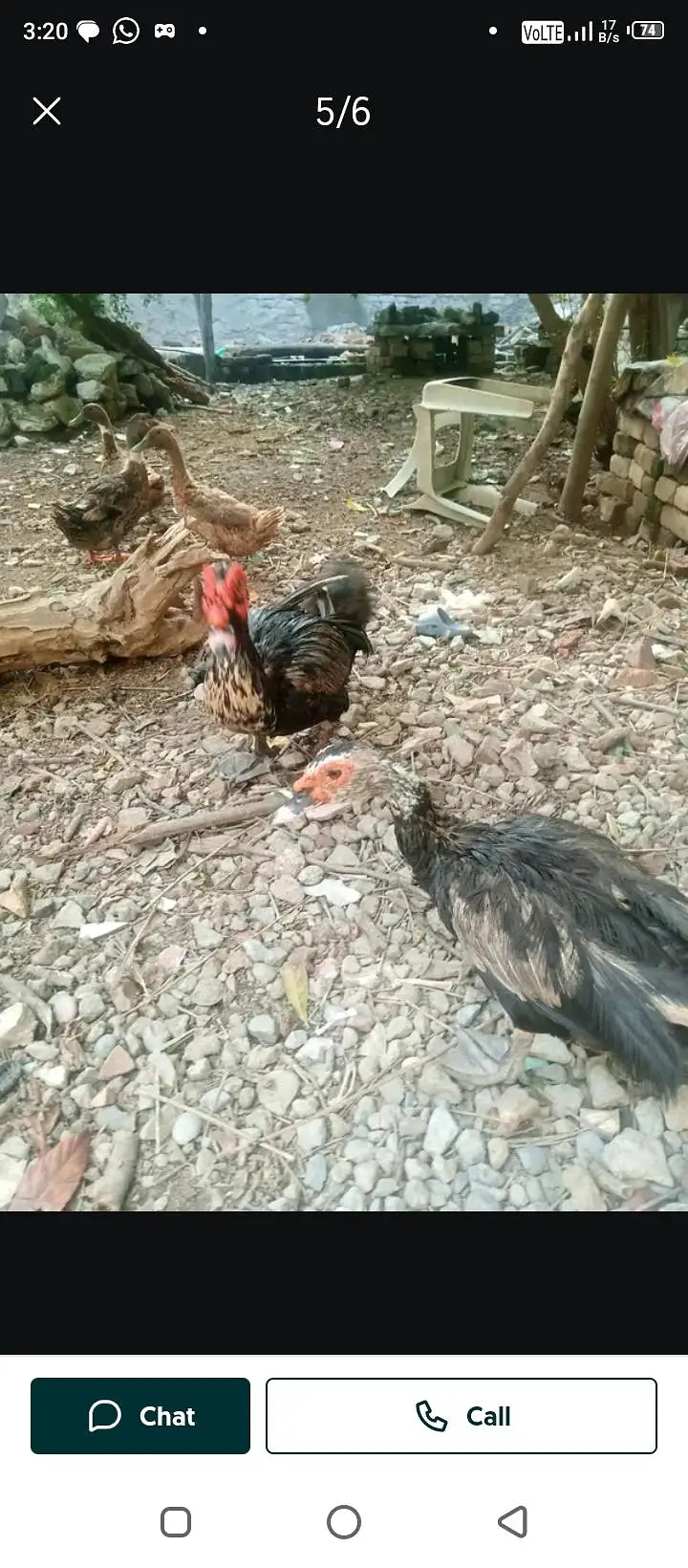 Duck Male and female — photo 2