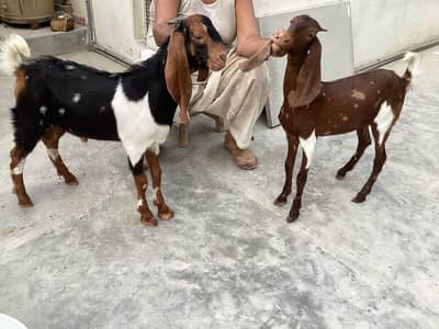 Bakra bakri pair (bachey)