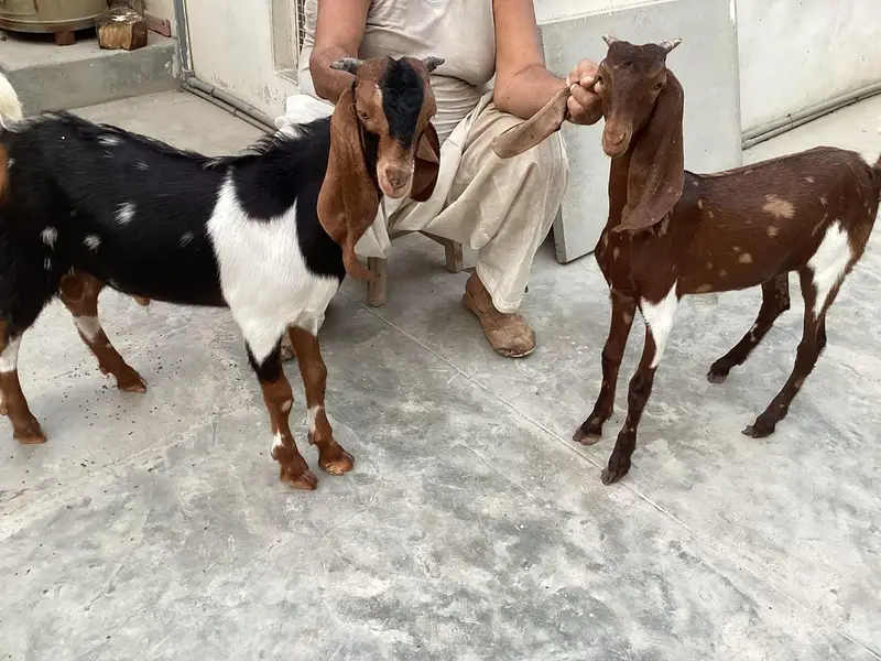 Bakra bakri pair (bachey) — photo 2
