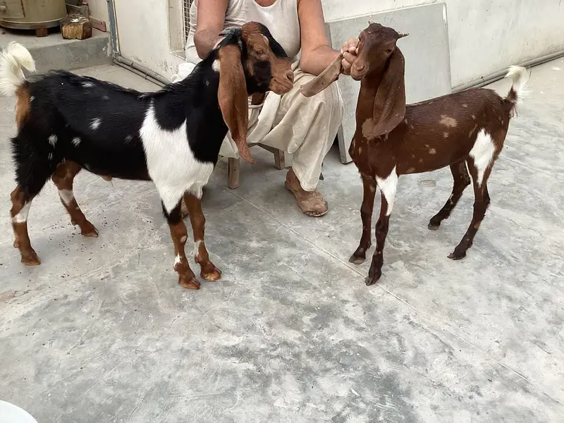 Bakra bakri pair (bachey) — photo 3