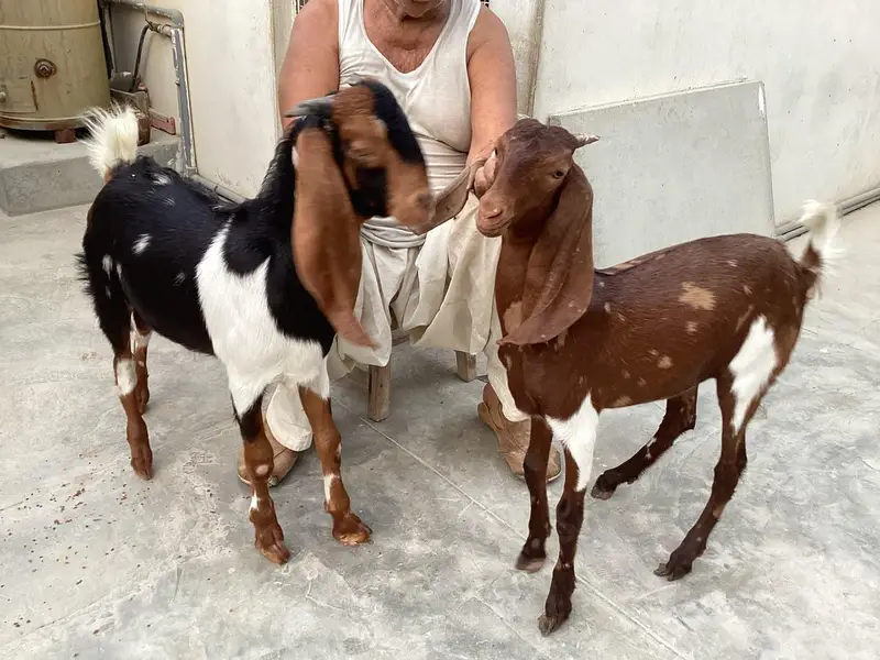 Bakra bakri pair (bachey) — photo 4