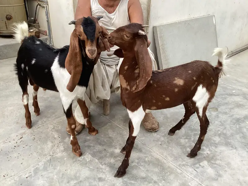 Bakra bakri pair (bachey) — photo 5