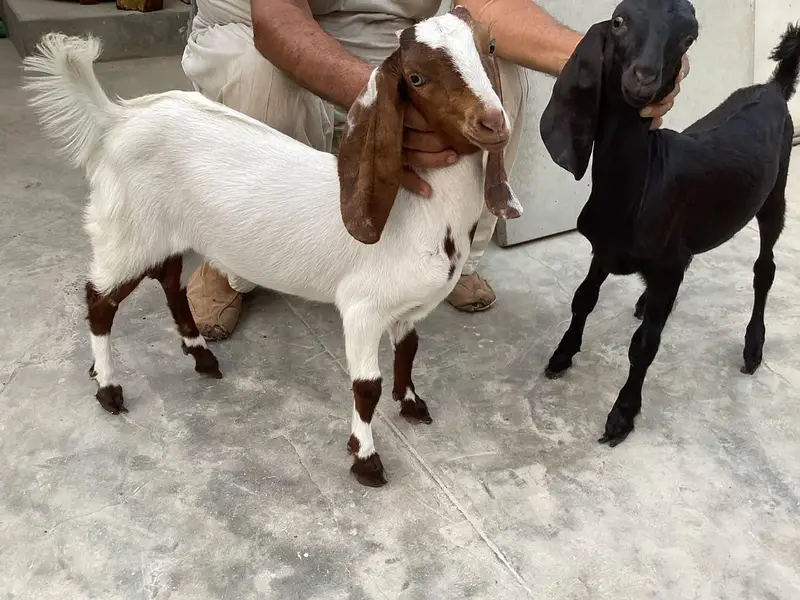 Bakra bakri pair (bachey) — photo 6