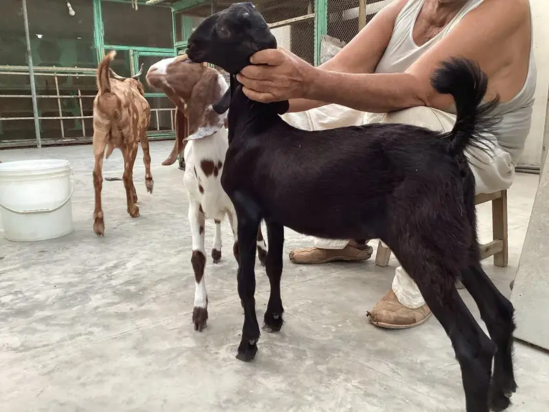 Bakra bakri pair (bachey) — photo 7