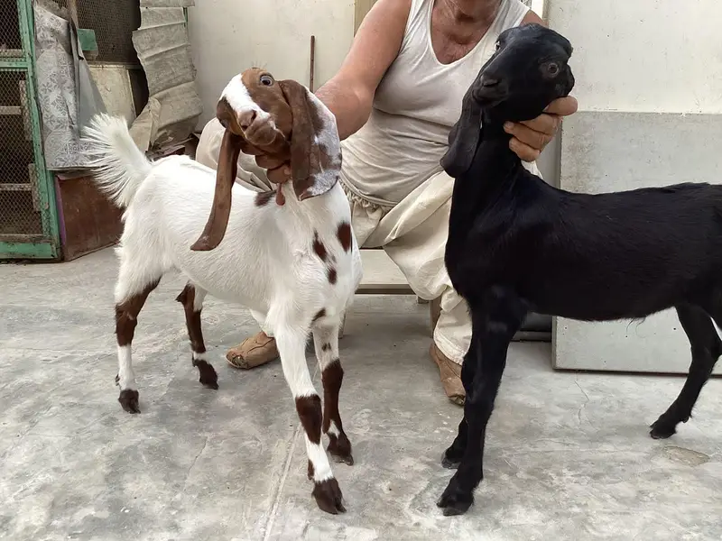 Bakra bakri pair (bachey) — photo 8
