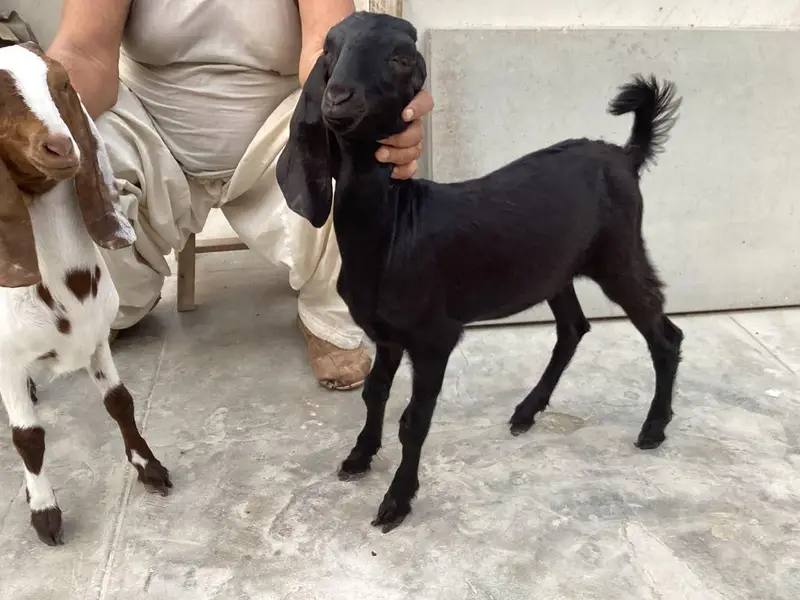 Bakra bakri pair (bachey) — photo 9