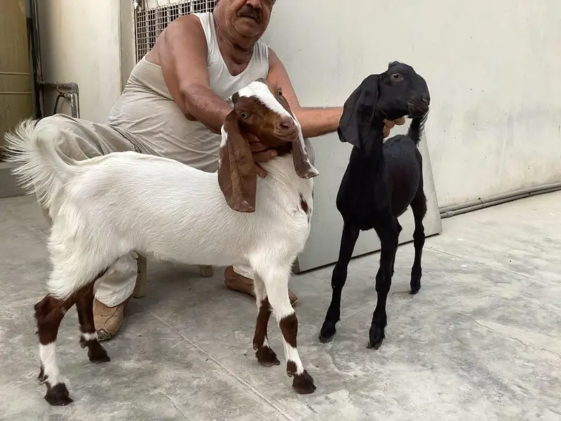 Bakra bakri pair (bachey) — photo 10