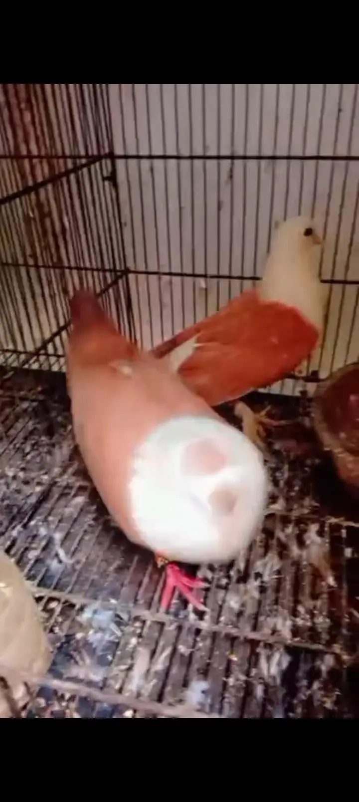 Single color yellow Karbalai breeder pair