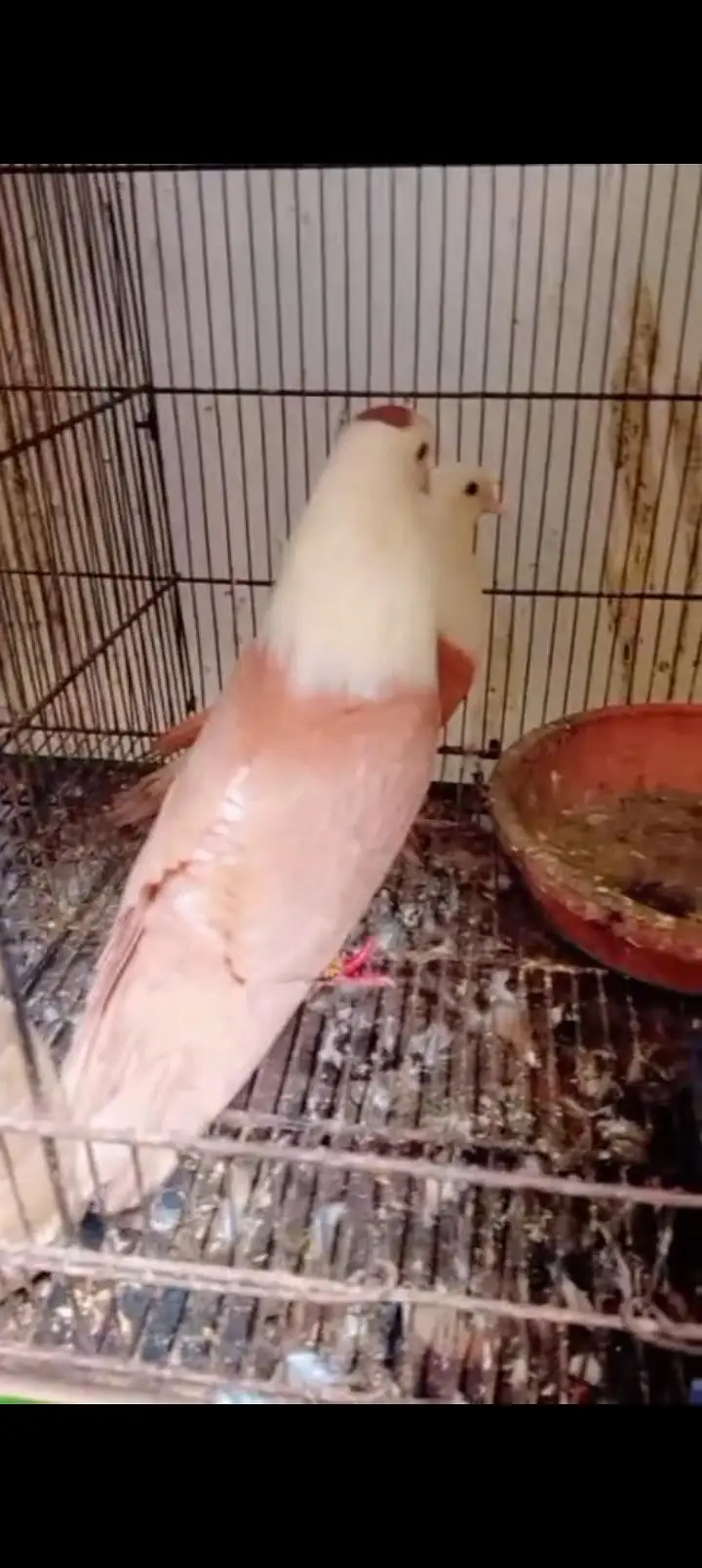 Single color yellow Karbalai breeder pair — photo 2