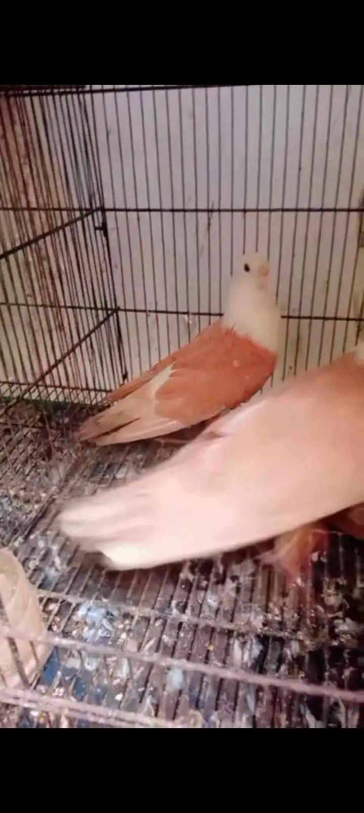 Single color yellow Karbalai breeder pair — photo 4