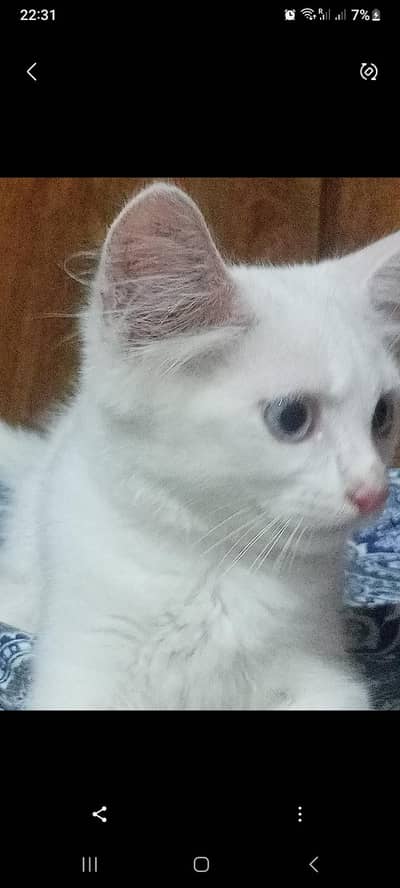 kittens for Sale