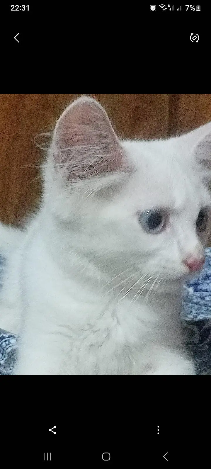 kittens for Sale