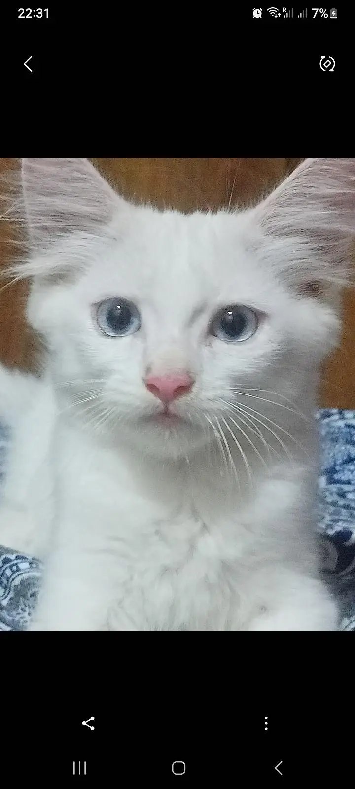 kittens for Sale — photo 2