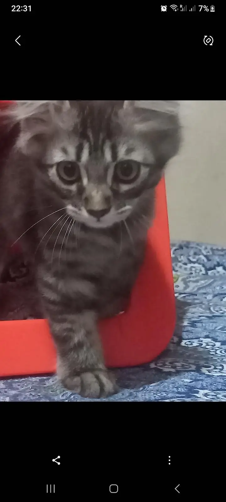 kittens for Sale — photo 3