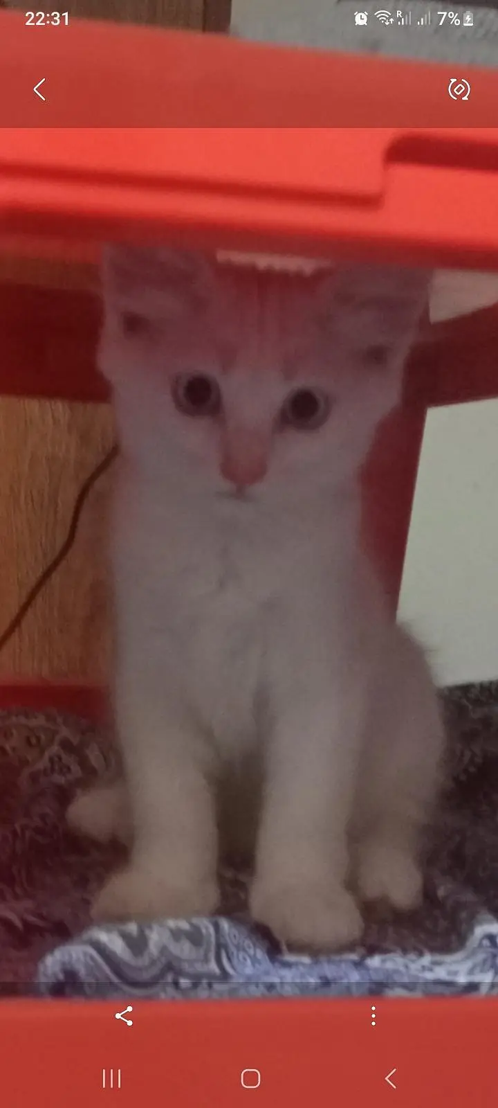 kittens for Sale — photo 4
