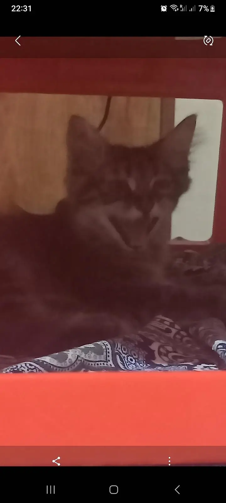 kittens for Sale — photo 5