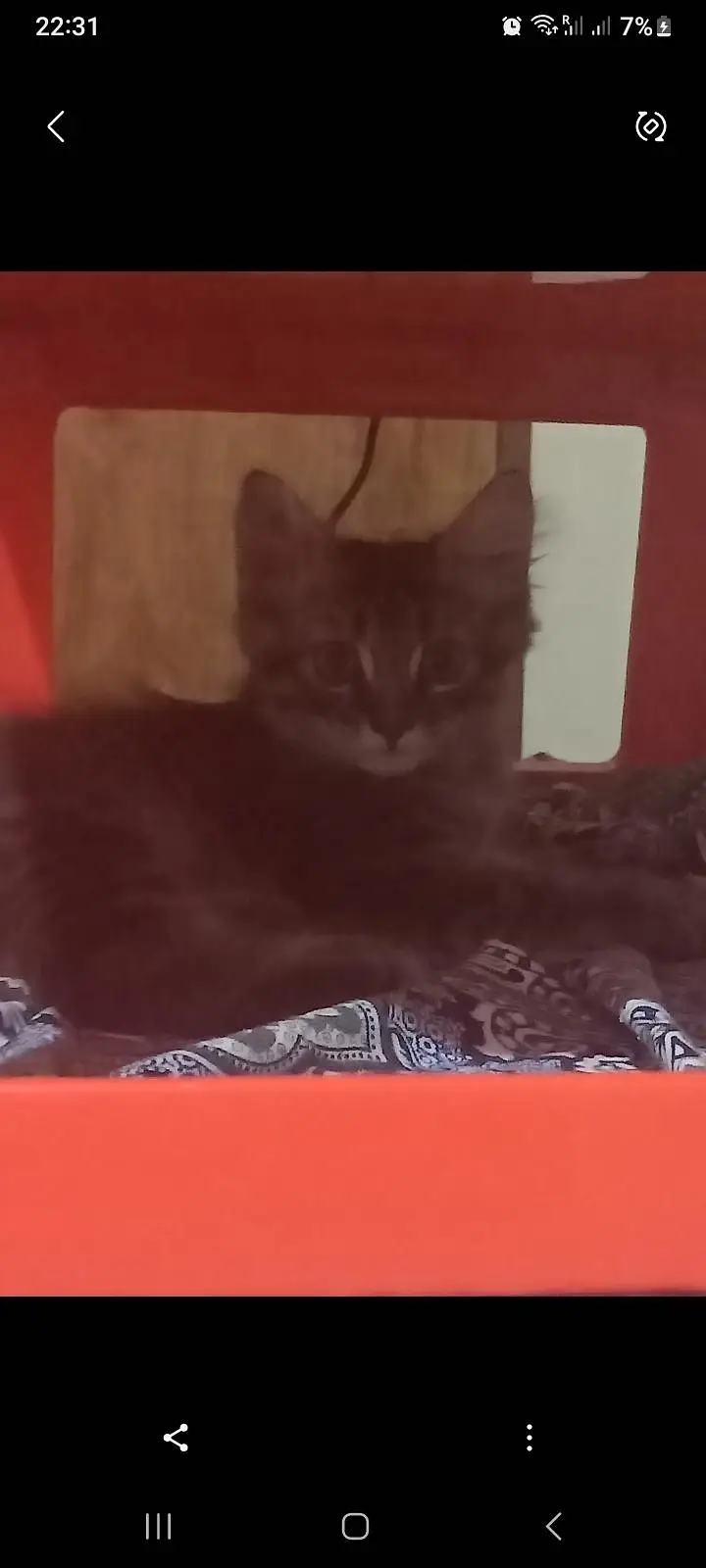 kittens for Sale — photo 6