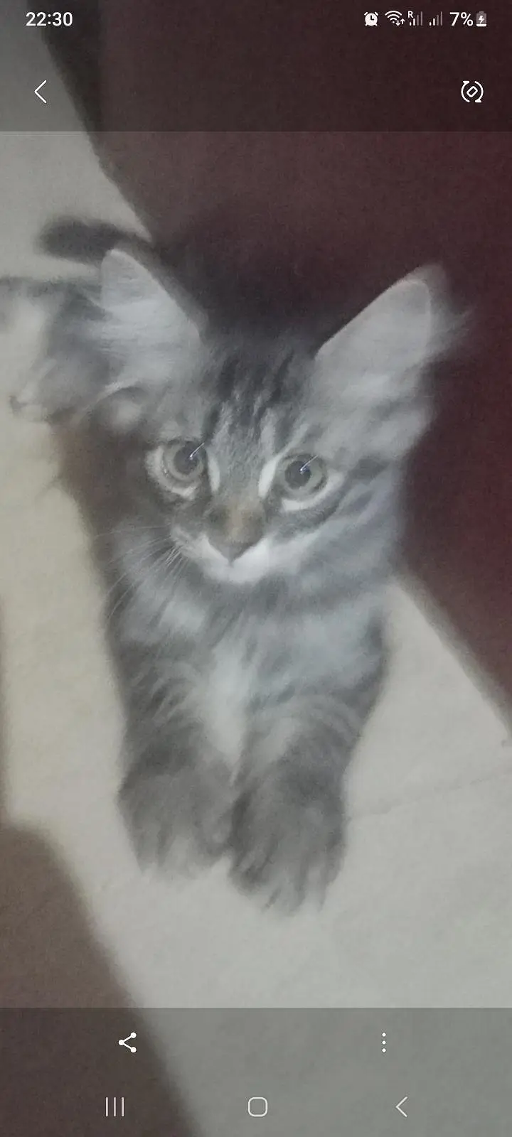 kittens for Sale — photo 7