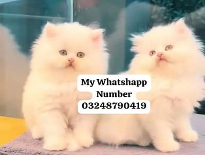 Persion Cat 2 month age for sale