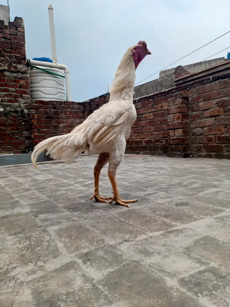 Shamo Male 60k — photo 2