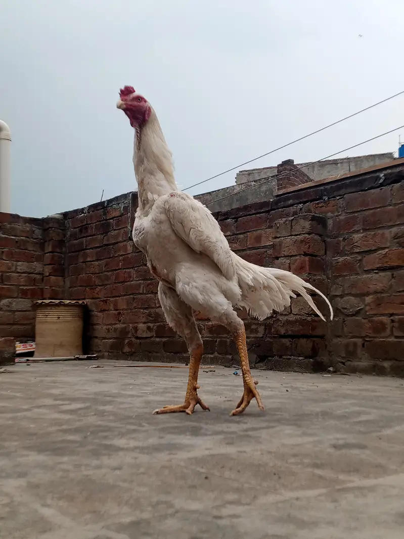 Shamo Male 60k — photo 3