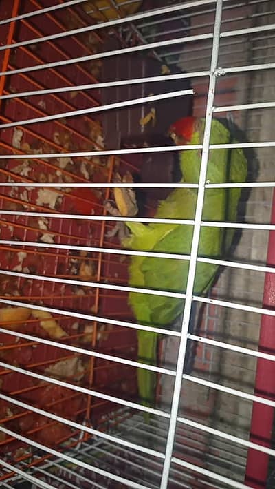 green ringneck parrot hand tame freindly