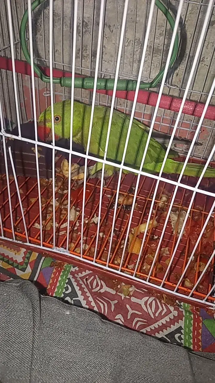 green ringneck parrot hand tame freindly — photo 2