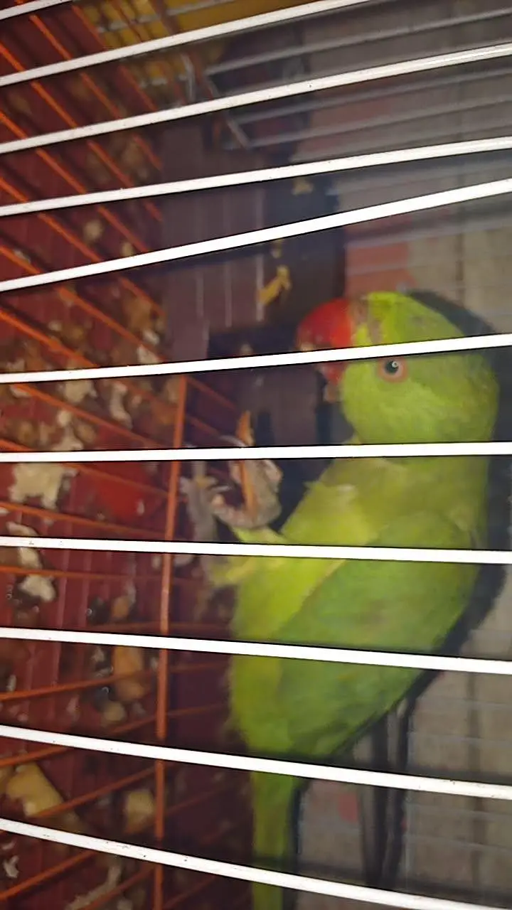 green ringneck parrot hand tame freindly — photo 4