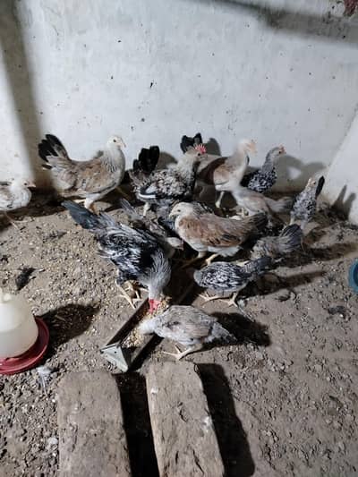 Pairs of Chicks for Sale