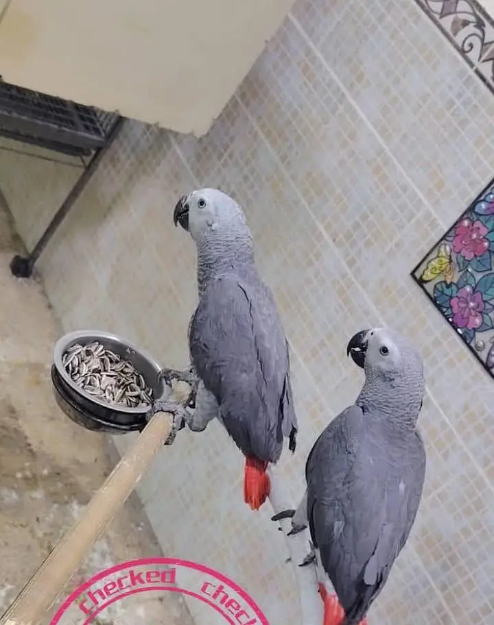 African grey parrot 6 month age for sale contact =0371,,4361,,525 — photo 2