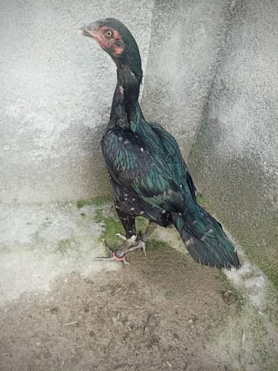 Aseel pathi for sale